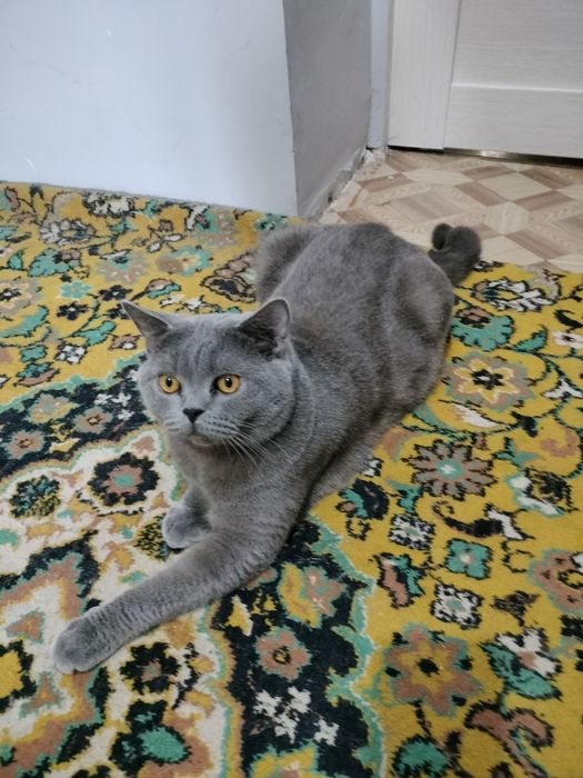 Британец на вязку