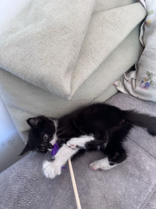 Котенок маленький