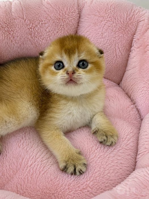Шикарные котята от правильной вязки
