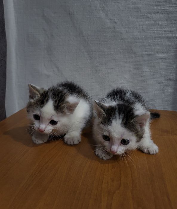 Отдам бесплатно котят