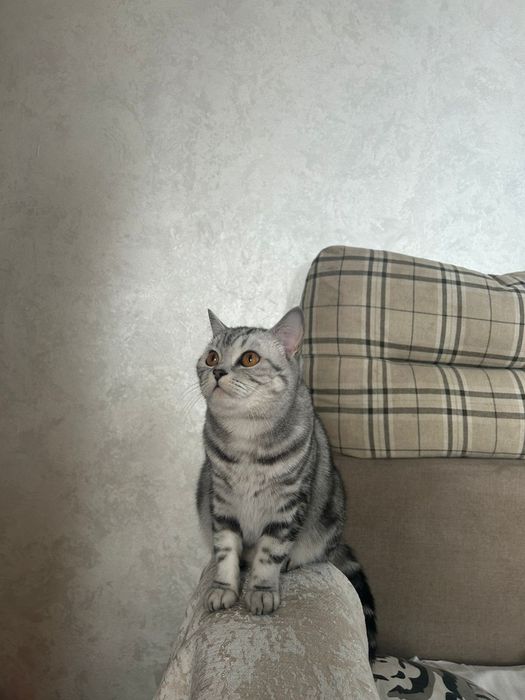 Продам котёнка скоттиш страйт.