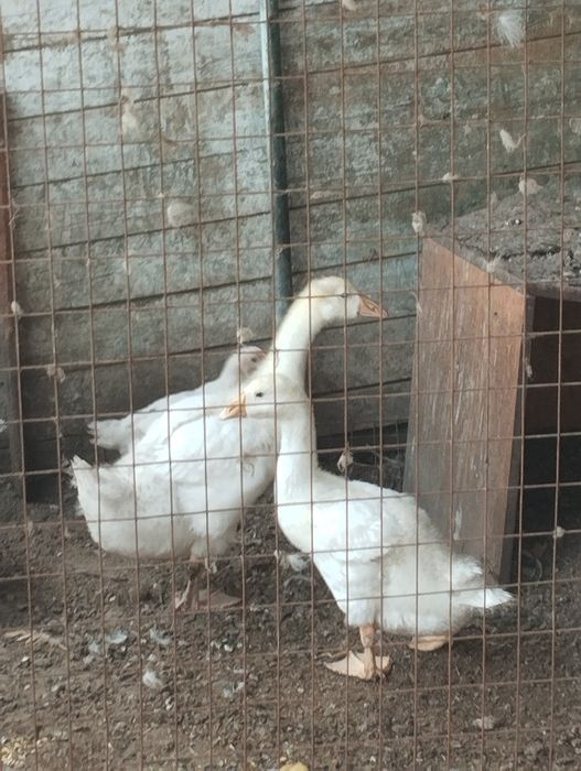 Продам гусят подрошенных.