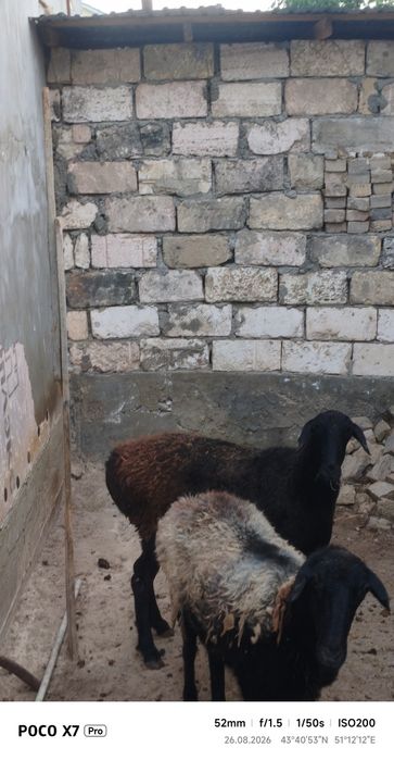 3 қой сатылады мал ауылдан келген