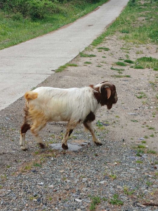 De vanzare tap boer