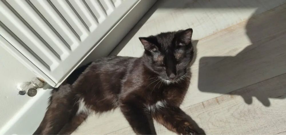 Котик котенок кот