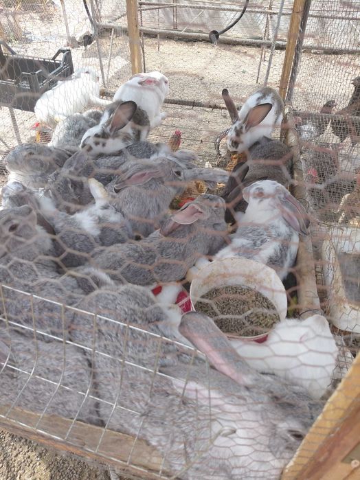 Продавам кокошки , ярки и зайци
