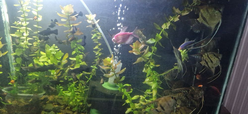 Продаю аквариумные рыбки