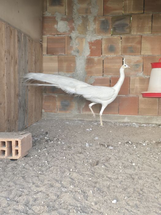 Зелени пауни Muticus Muticus и Спалдинг висок процент