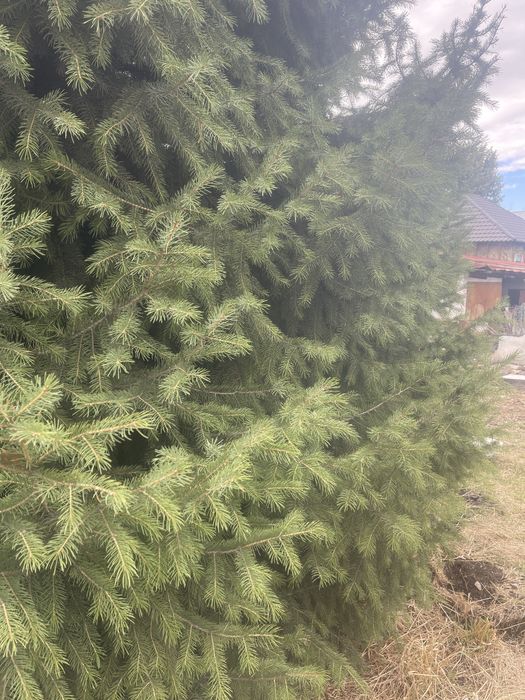 Елка очень красивая продаю