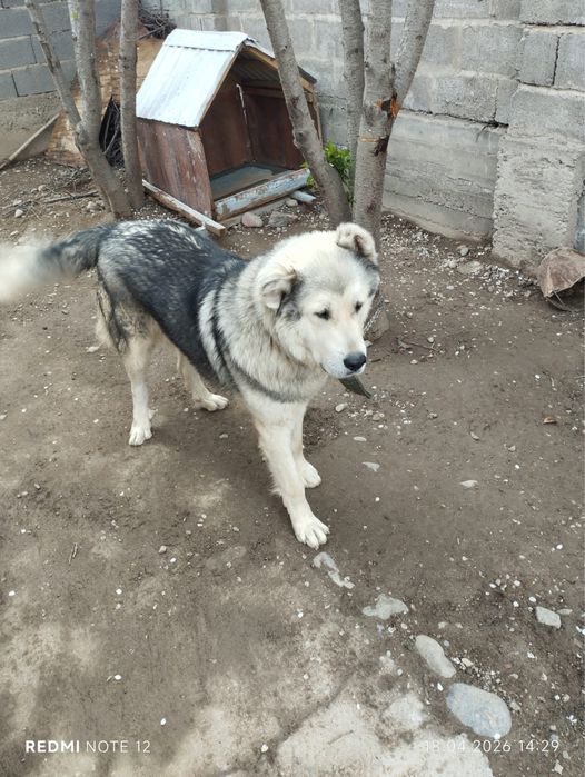 Алабай 1 годик спокойный