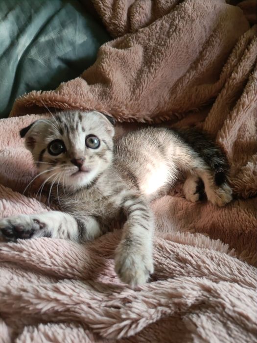 Вислоухая кошечка