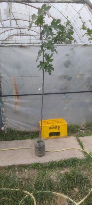 Smochin smochini galben verde diverse mărimi preț de la 15 lei