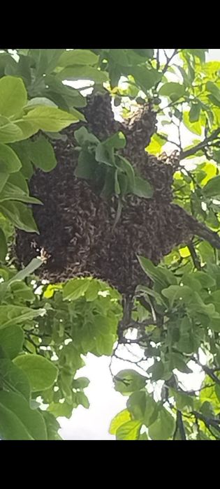 Roi albine naturali și familii  de vânzare