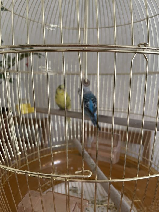 Попугай с золотой клеткой