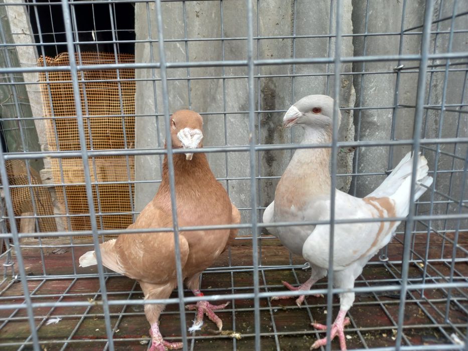 Porumbei dv , chingi,germani, curcani indieni, etc