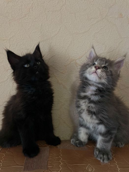 Котята Мейн кун продам