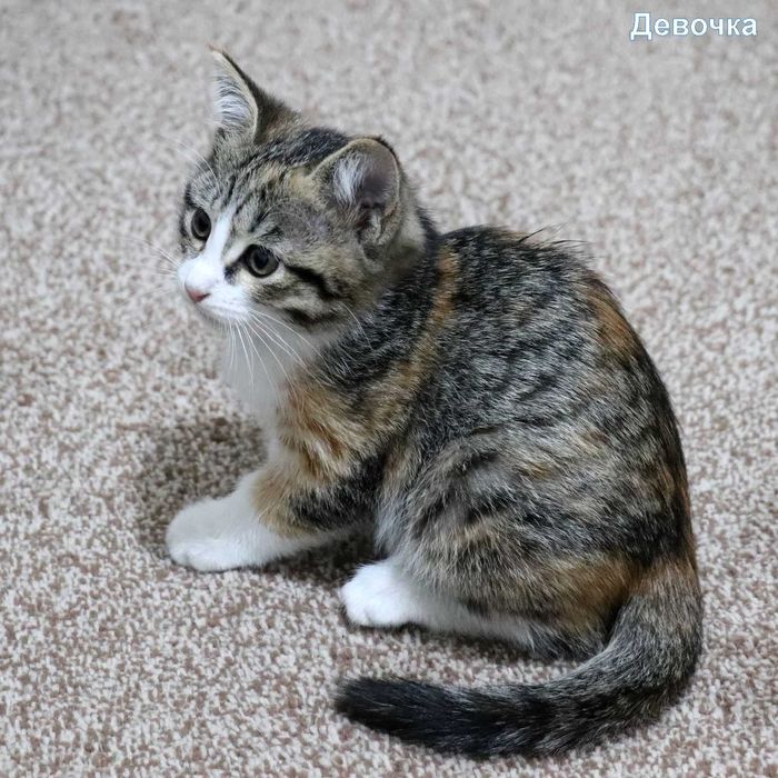 Отдам в хорошие руки котят, 2 девочки, 2 мальчика