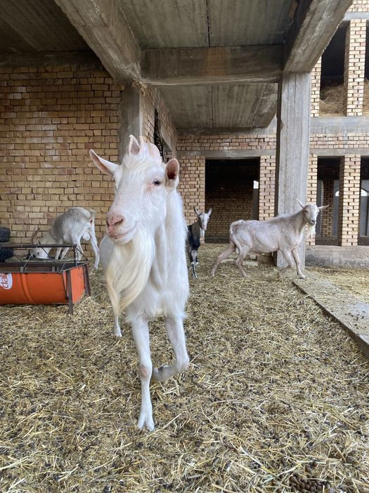 Зотли така занин