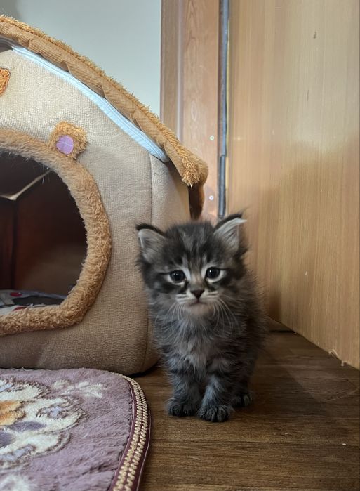 Котенок девочка 1,5 месяца