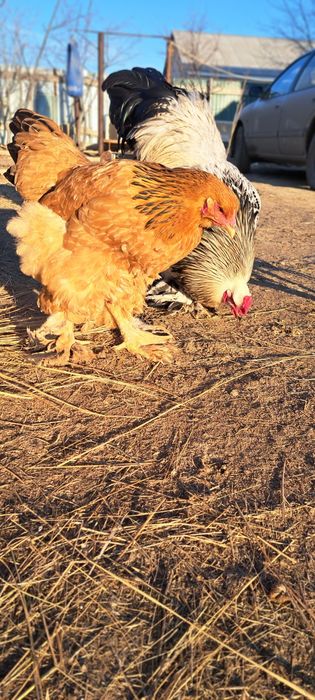 Чисто кровный породы