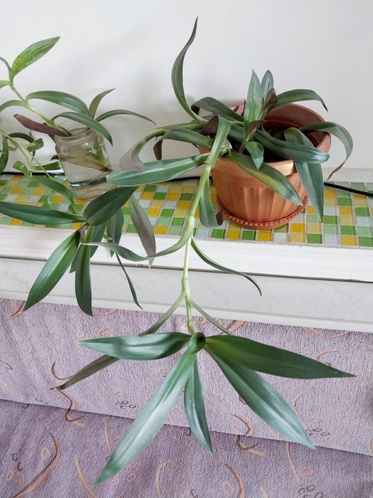 Комнатный Цветок ,, Рео "