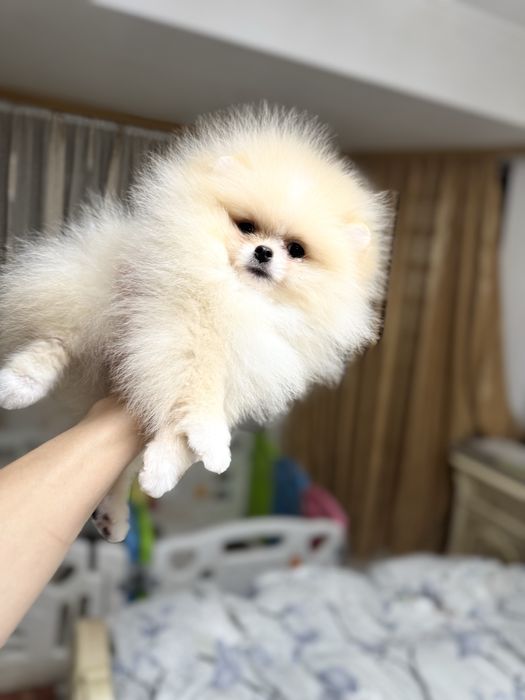 Mascul pomeranian extra mic