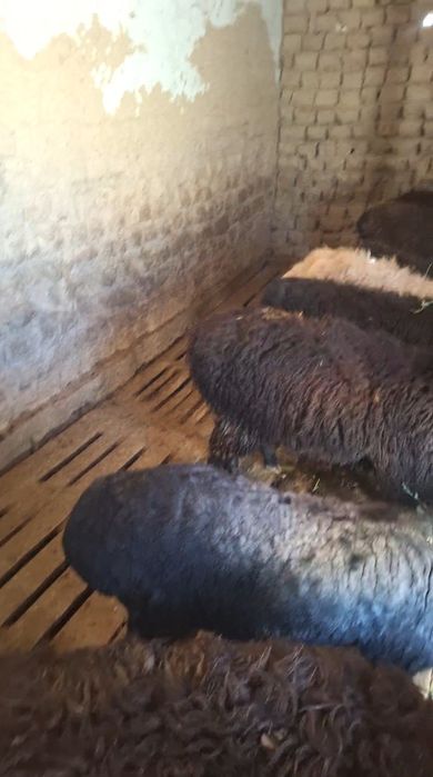 9 Бас кушкар сатлмда