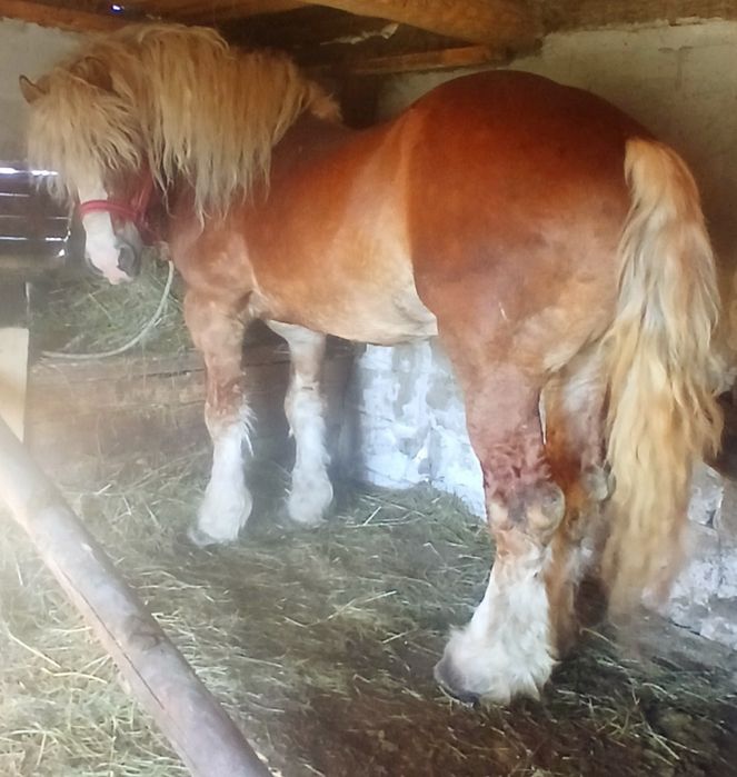 Vând un harmasar de osedit de frumos de 6 ani