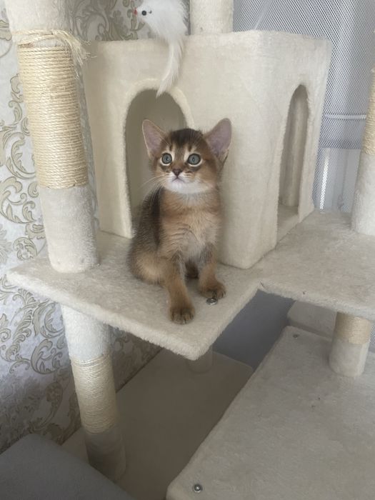 Продам абисинских котят