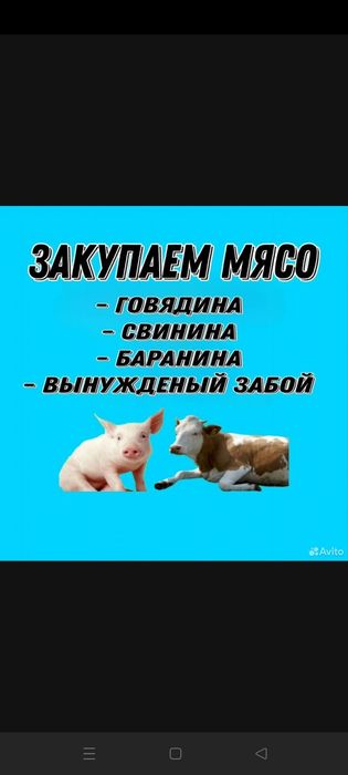 КРС Говядина, Свинина