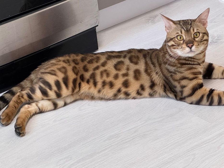 Продам котят резерв бенгал