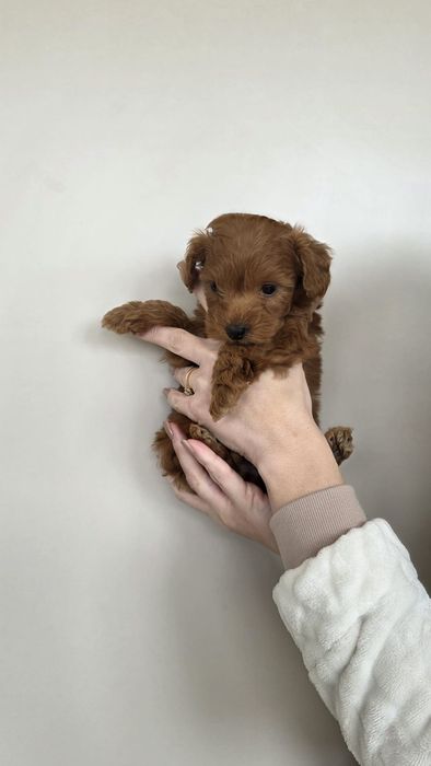 Pudel toy 6 săptămâni