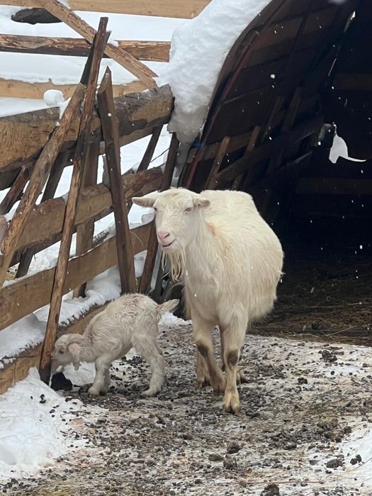 Capra de lapge+ieduț
