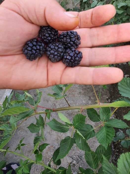 Кучатлар сотилади ертут.  Ежавика