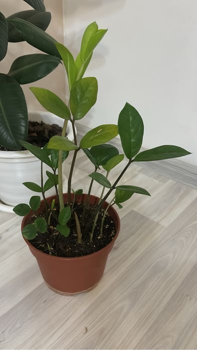 Комнатные цветы долларовое дерево