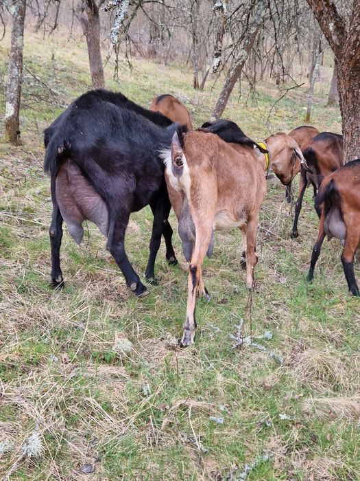 Capre  cu lapte si ied