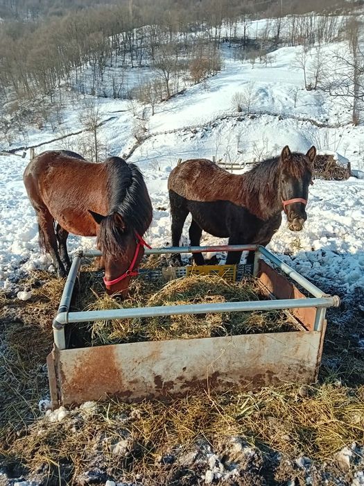 Mânz semigreu de vanazare