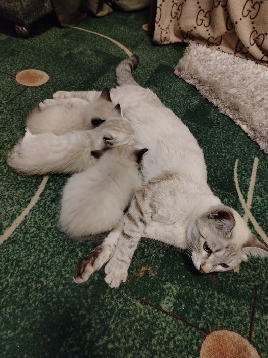 Котята породистые без документов