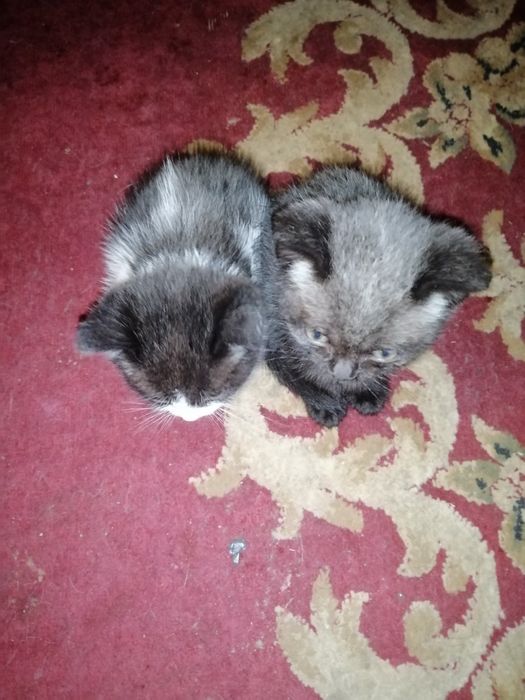 Бесплатно.Жақсы адамдардың қолына беремін