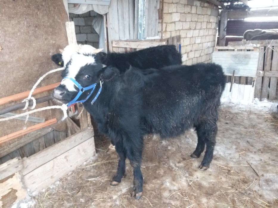 Подсос сатылады 2 бас