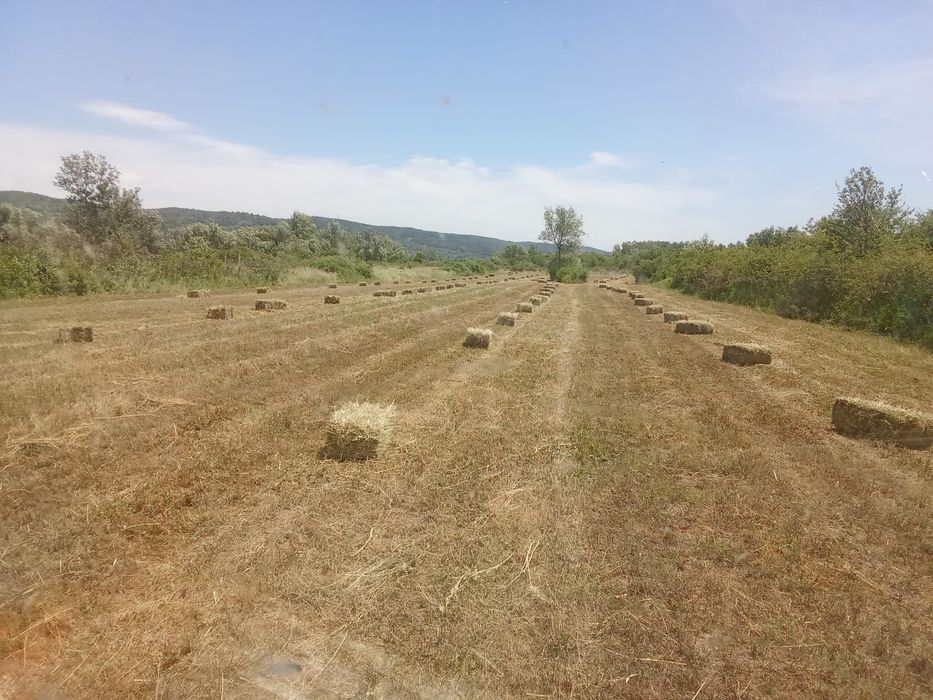 Baloți de lucernă prima coasă