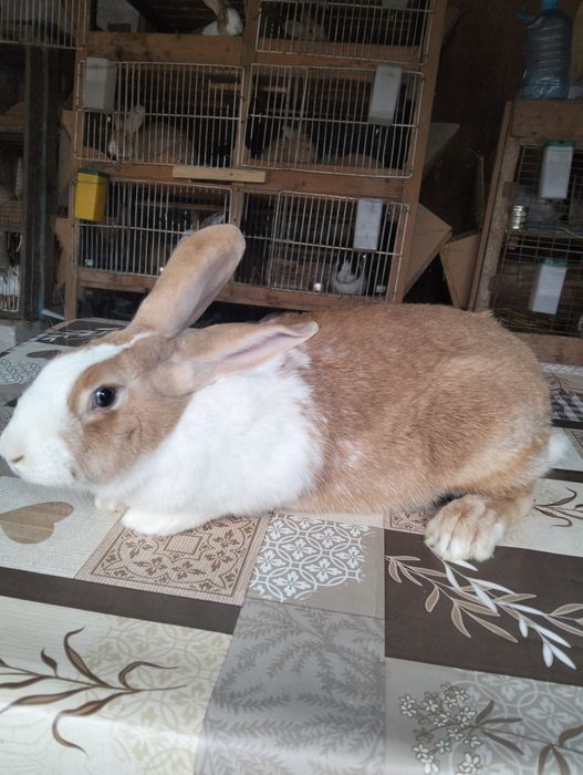 Iepuri hycole francez