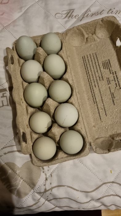 Ouă de rață alergătoare indiene pentru incubat