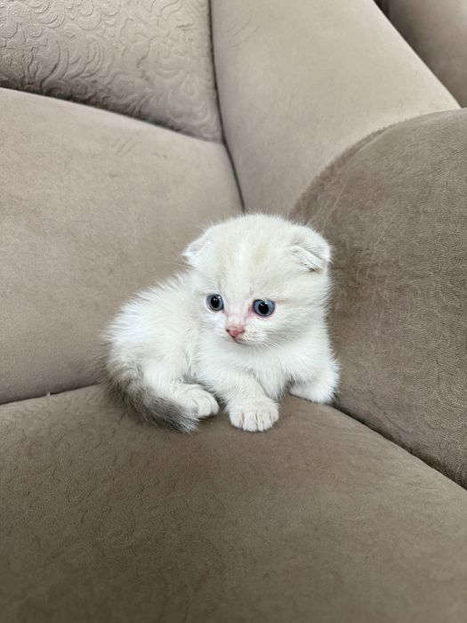 Продается котенки вислоухие