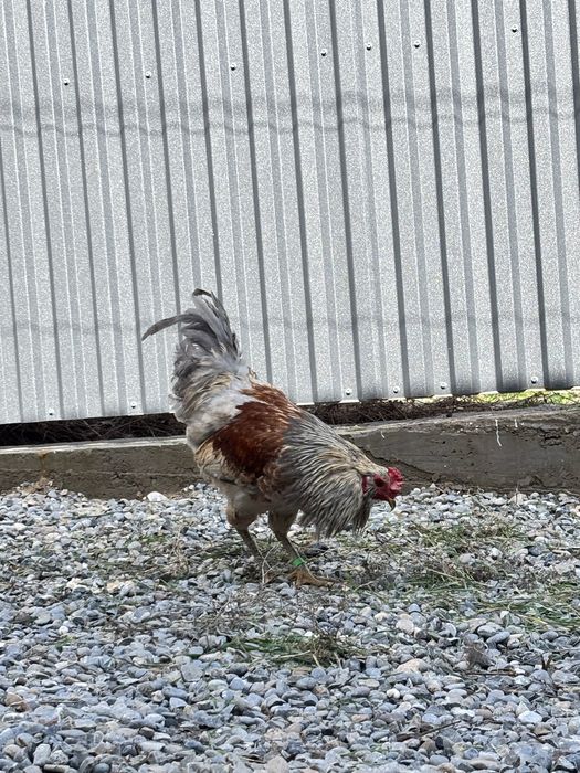 Амераукана қоразы сатылады