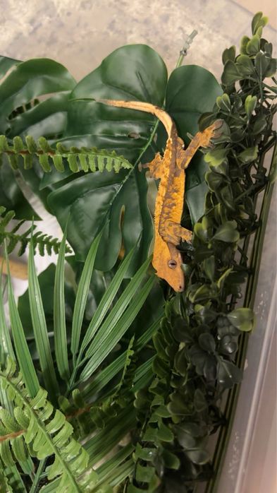 Gecko crestat/crested gecko juvenil