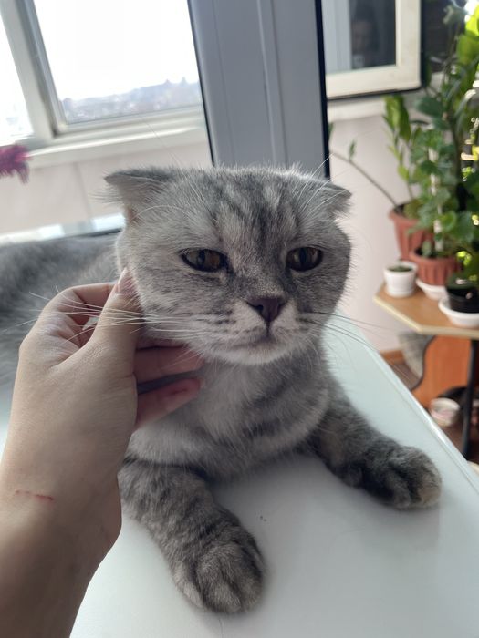 Кошка Шотландская вислоу