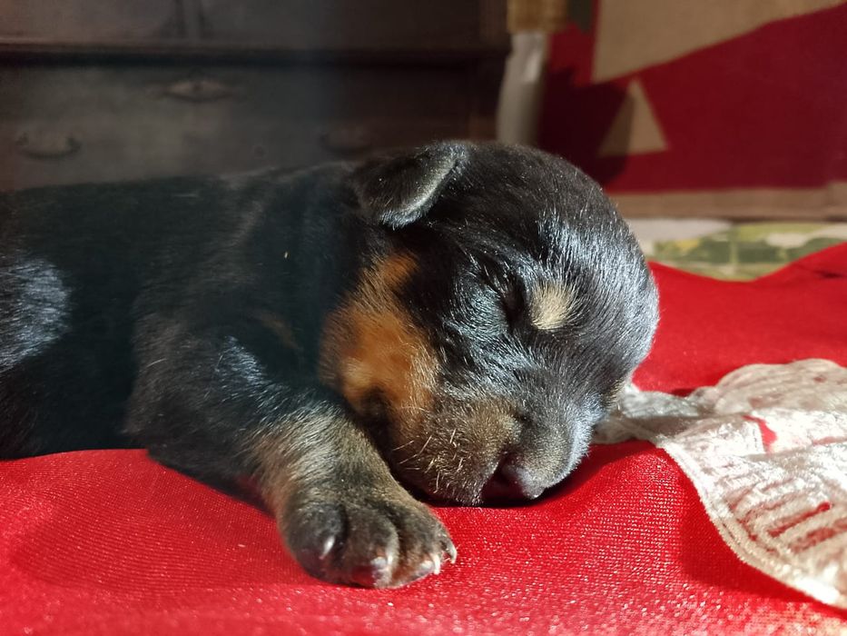 Продам щенков, ротвейлер мальчики и  девочки