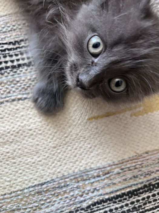 КОТЕНОК в добрые руки, 2 месяца