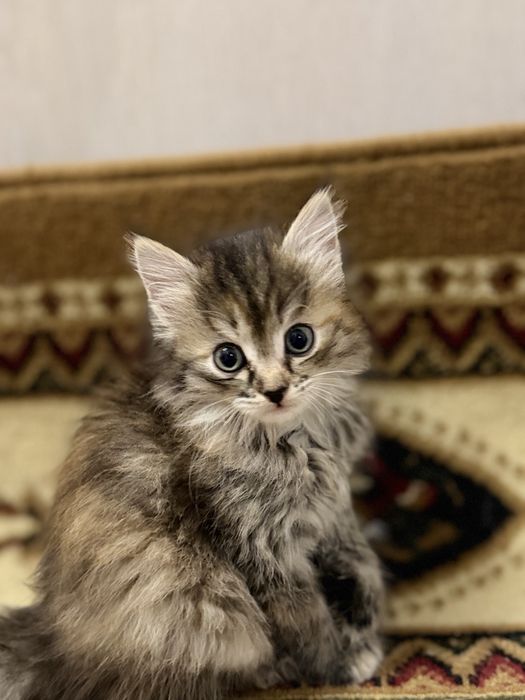 Отдам Кошек В Добрые Руки